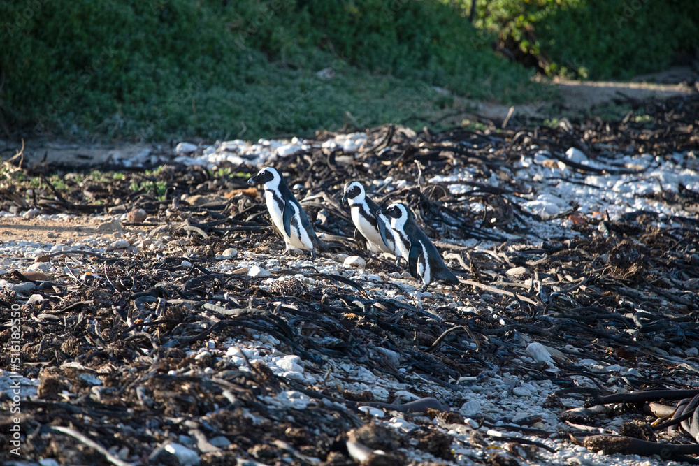 Fototapeta premium Jackass penguins walking on the rocks at Stony Point National Reserve in Betty's Bay on the fynbos coast of South Africa where a large colony of penguins live in the wildlife.