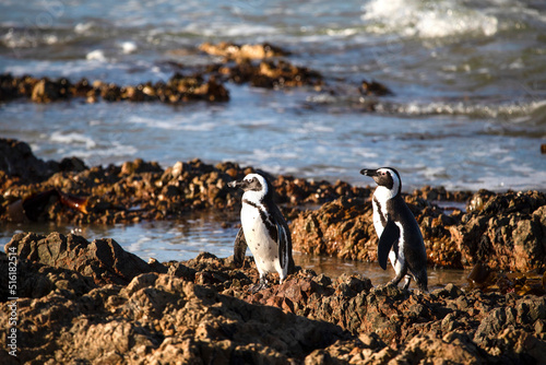 Two Jackass penguins walking nearby in the Atlantic Ocean at Stony Point National Reserve in Betty's Bay on the South African fynbos coast where a large colony of penguins live in the wildlife.