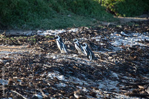 Jackass penguins walking on the rocks at Stony Point National Reserve in Betty's Bay on the fynbos coast of South Africa where a large colony of penguins live in the wildlife.