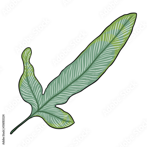 Phlebodium aureum decorative leaf. Leaves of epiphytic fern, tropical and subtropical plant. Domesticated house green plant twig Vector.
