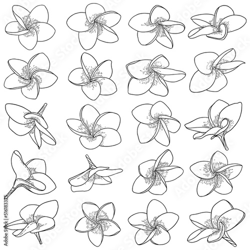 Plumeria set. Traditional Hawaii tropical necklace or neck wreath flowers design elements. Welcome invitation decoration. Drawing line art from real Plumeria, collection. Vector.