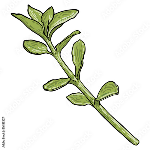 The succulent plant Crassula ovata or Jade Plant twig. Green Money Plant. Exotic decorative houseplants. Vector.
