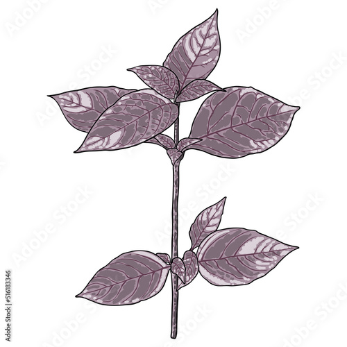 Spring decorative twig. Aervae lanatae herba or Aerva lanata, botanical illustration. Vector. photo