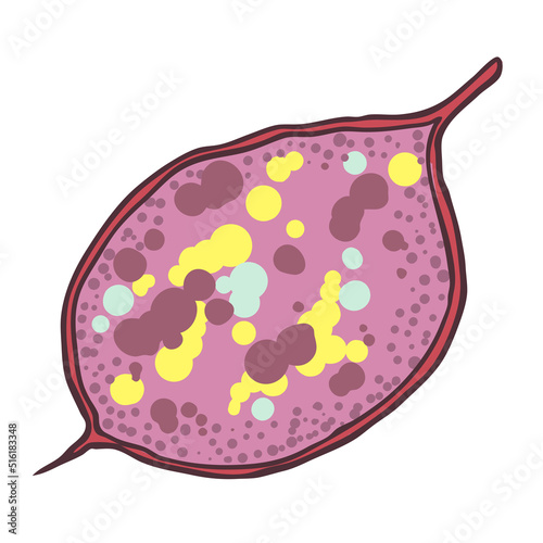 Lunaria annua seed box, or annual honesty leaf. Flowering plant in the cabbage and mustard family Brassicaceae. Vector.