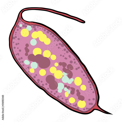 Lunaria annua seed box, or annual honesty leaf. Flowering plant in the cabbage and mustard family Brassicaceae. Vector.