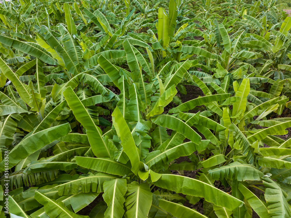 Obraz premium Organic banana garden in Thailand.