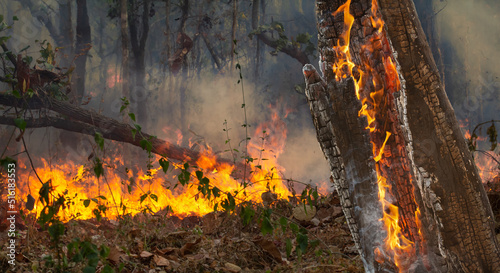 Wildfire disaster in tropical forest caused by human