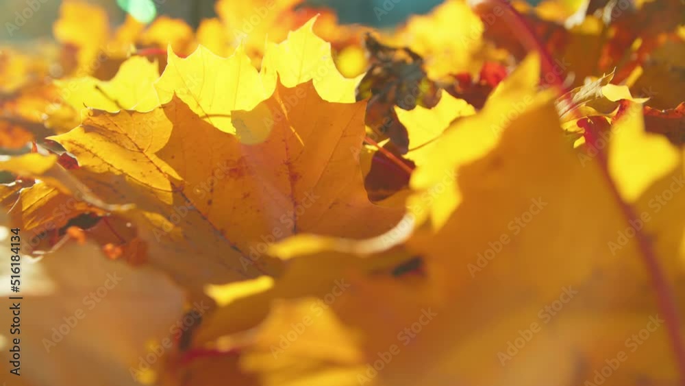 Autumn in city park, fallen foliage. Macro shot of grass covered with fallen leaves during sunny day in fall. Handheld.