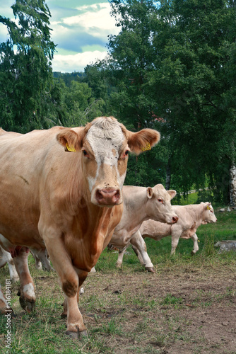 Fototapeta Naklejka Na Ścianę i Meble -  three cows in the field