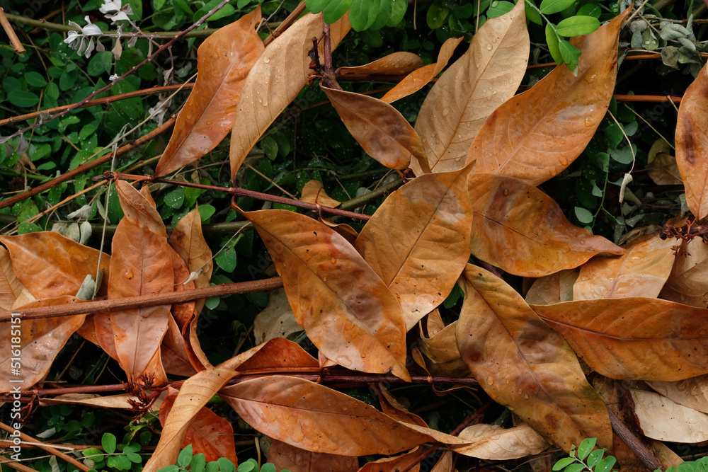 fallen autumn leaves fallen autumn leaves