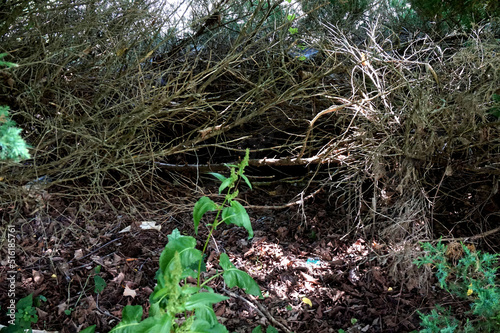 Nature's Den