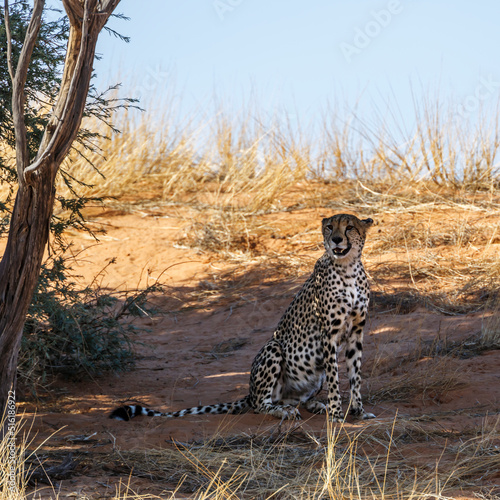 Cheetah sitting under tree shadow in Kgalagadi transfrontier park, South Africa   Specie Acinonyx jubatus family of Felidae © PACO COMO