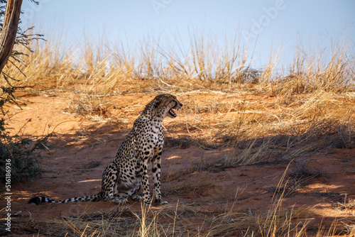 Cheetah sitting and calling in Kgalagadi transfrontier park, South Africa ; Specie Acinonyx jubatus family of Felidae