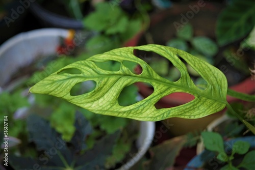 Monstera adansonii, Swiss cheese plant, Monstera deliciosa, Adanson's monstera, Swiss cheese vine, atau five holes plant photo