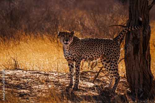 Cheetah male marking territory in Kgalagadi transfrontier park, South Africa ; Specie Acinonyx jubatus family of Felidae photo