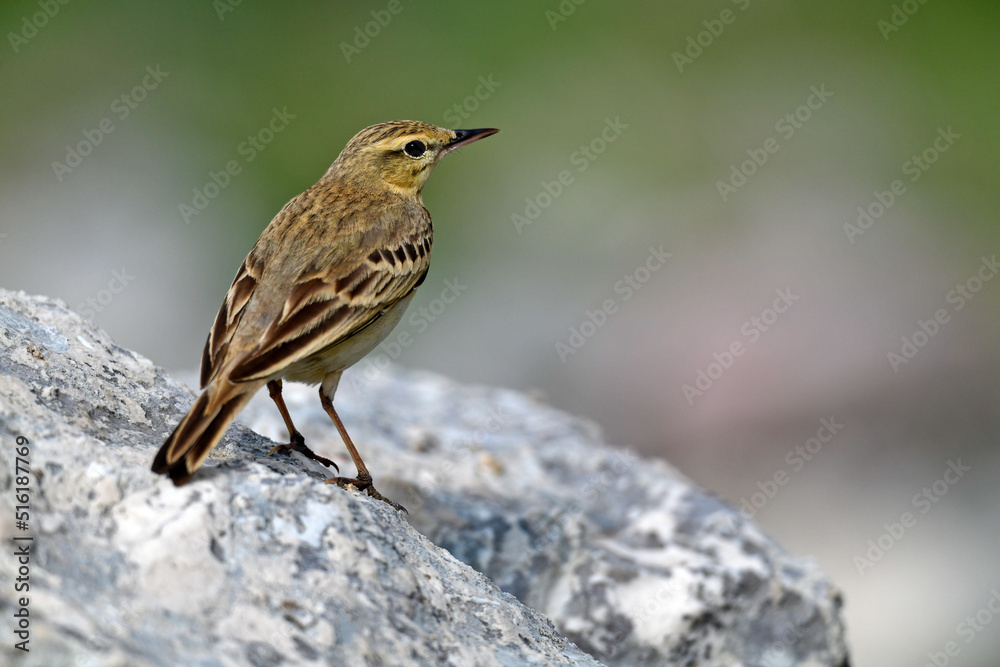 Brachpieper // Tawny pipit (Anthus campestris) - Mt. Lakmos, Pindos, Griechenland // Greece Brachpieper // Tawny pipit (Anthus campestris) - Mt. Lakmos, Pindos, Griechenland // Greece