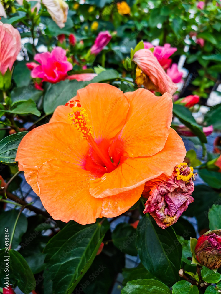 orange hibiscus flower orange hibiscus flower