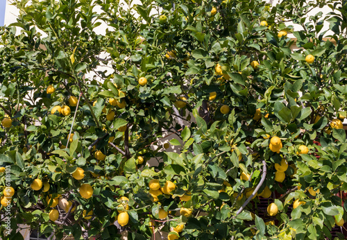 Lots of lemons on a Lemon tree