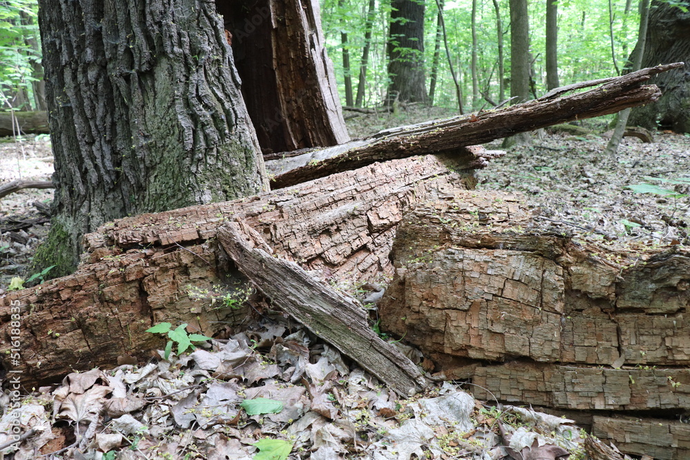 tree bark and broken tree in the forest tree bark and broken tree in the forest