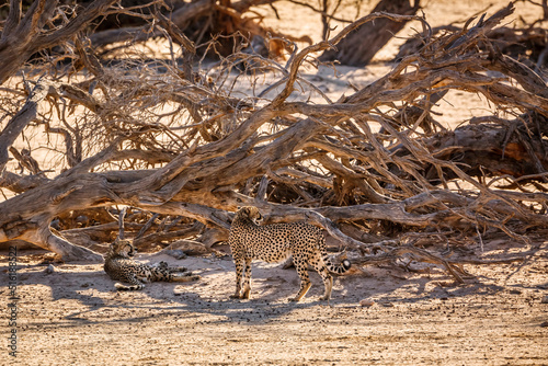 Couple of Cheetahs resting under dead tree shadow in Kgalagadi transfrontier park  South Africa   Specie Acinonyx jubatus family of Felidae