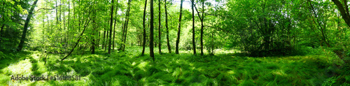 Esterfelder Forst bei Meppen  Panorama