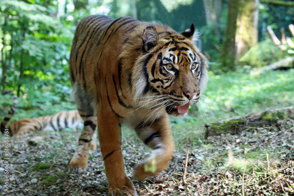Obraz premium Démarche du tigre de Sumatra