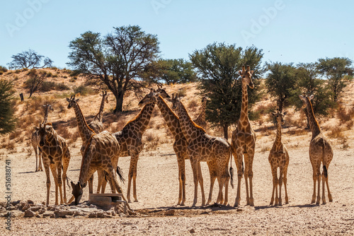 Groupe of 12 Giraffes at waterhole in Kgalagadi transfrontier park, South Africa   Specie Giraffa camelopardalis family of Giraffidae © PACO COMO