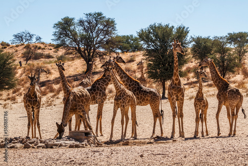 Groupe of 12 Giraffes at waterhole in Kgalagadi transfrontier park, South Africa ; Specie Giraffa camelopardalis family of Giraffidae