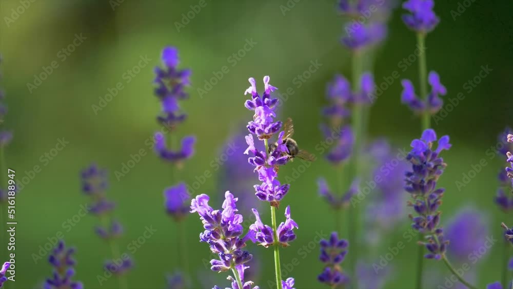 Biene (Apis mellifera) an einer Lavendelblüte Biene (Apis mellifera) an einer Lavendelblüte