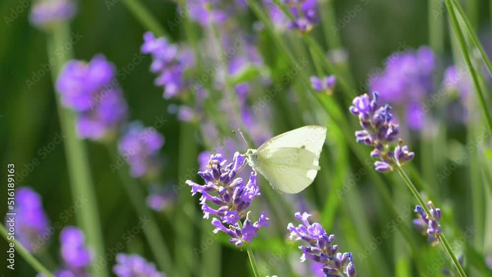 Schmetterling an einer Lavendelblüte