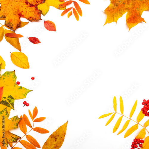 Autumn frame  yellow maple leaves isolated on a white background  copy the space in the center