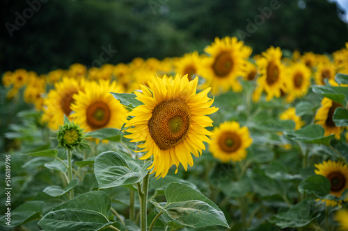 Field of beautiful blooming yellow sunflowers