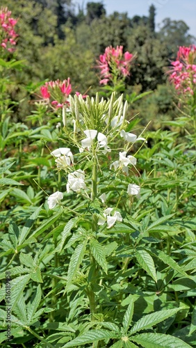 Beautiful flowers of Cleome spinosa also known as spider flower, Spiny spiderflower, Tarenaya hassleriana etc. photo