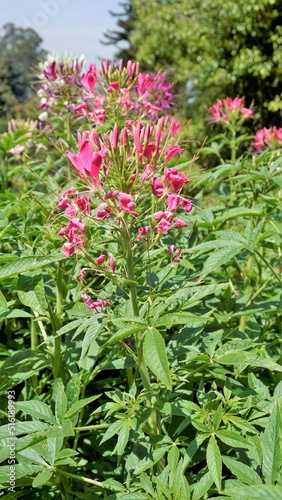 Beautiful flowers of Cleome spinosa also known as spider flower, Spiny spiderflower, Tarenaya hassleriana etc. photo