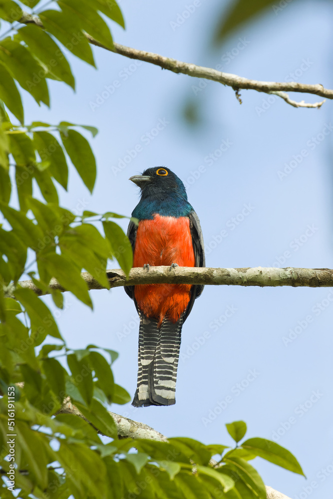 Blue-crowned Trogon. Trogon curucui Blue-crowned Trogon. Trogon curucui