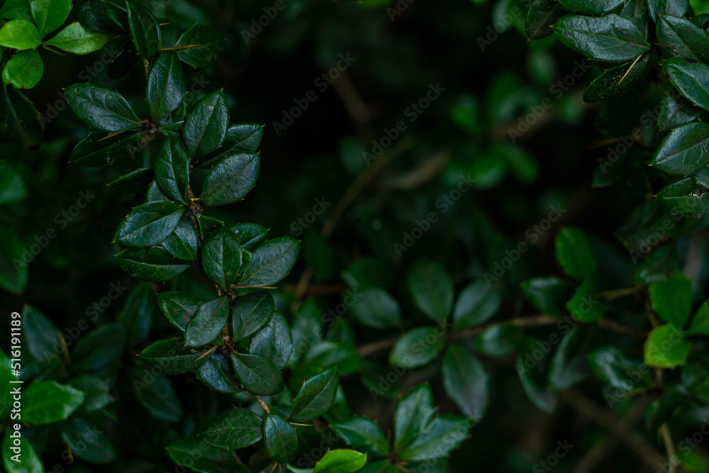 green branches of a shrub, young foliage macro green branches of a shrub, young foliage macro