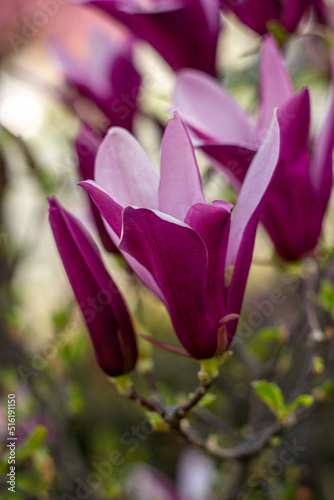 magnolia flowers  purple magnolia  spring flowers