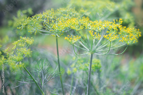Obraz na plátně Macro shot of fresh green dill growing on an organic farm, featuring vibrant feathery leaves and morning dew, symbolizing healthy eating, herbal gardening, and sustainable agriculture
