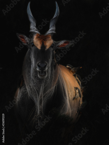 Southern Eland Isolated