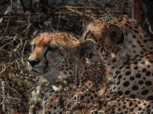 Cheetah Couple