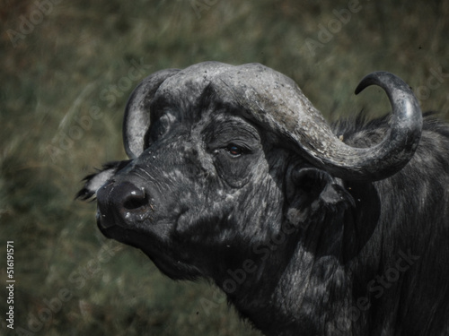 Buffalo