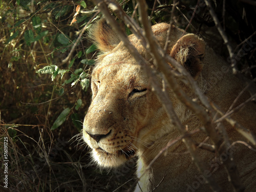 Sleepy Lioness