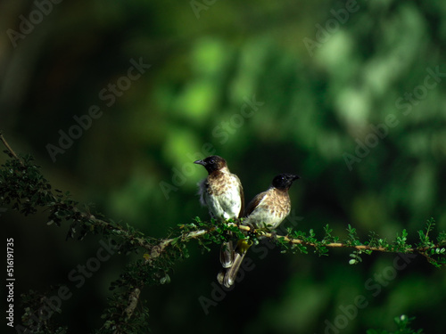 Bird Couple