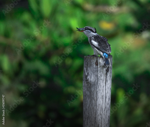 Striped Kingfisher