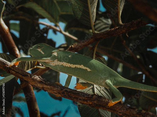 Travelling Chameleon