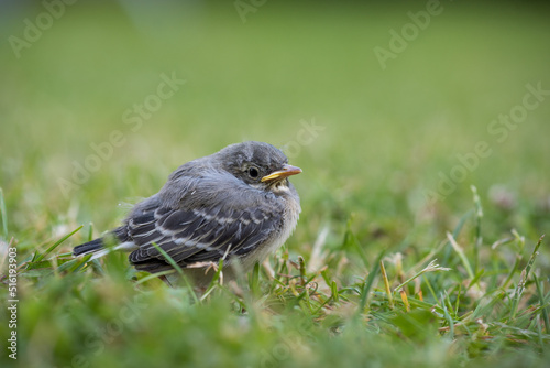 White wagtail (Motacilla alba) youngster