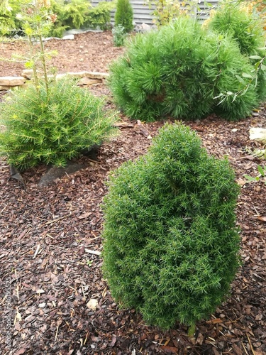 spherical Thuja occidentalis Teddy with soft needles against the background of other plants on a mulched garden bed.flower Wallpaper