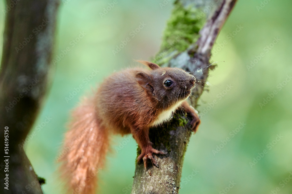 Squirrel Climbing on a Branch and Cheeky Looking