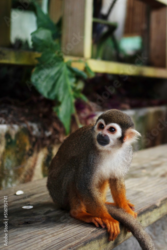 A small monkey with a long tail in the forest, close-up. funny primates in a nature park, animal watching