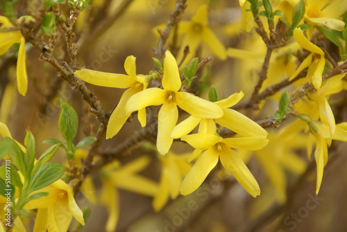Forsythienblüten 516197111